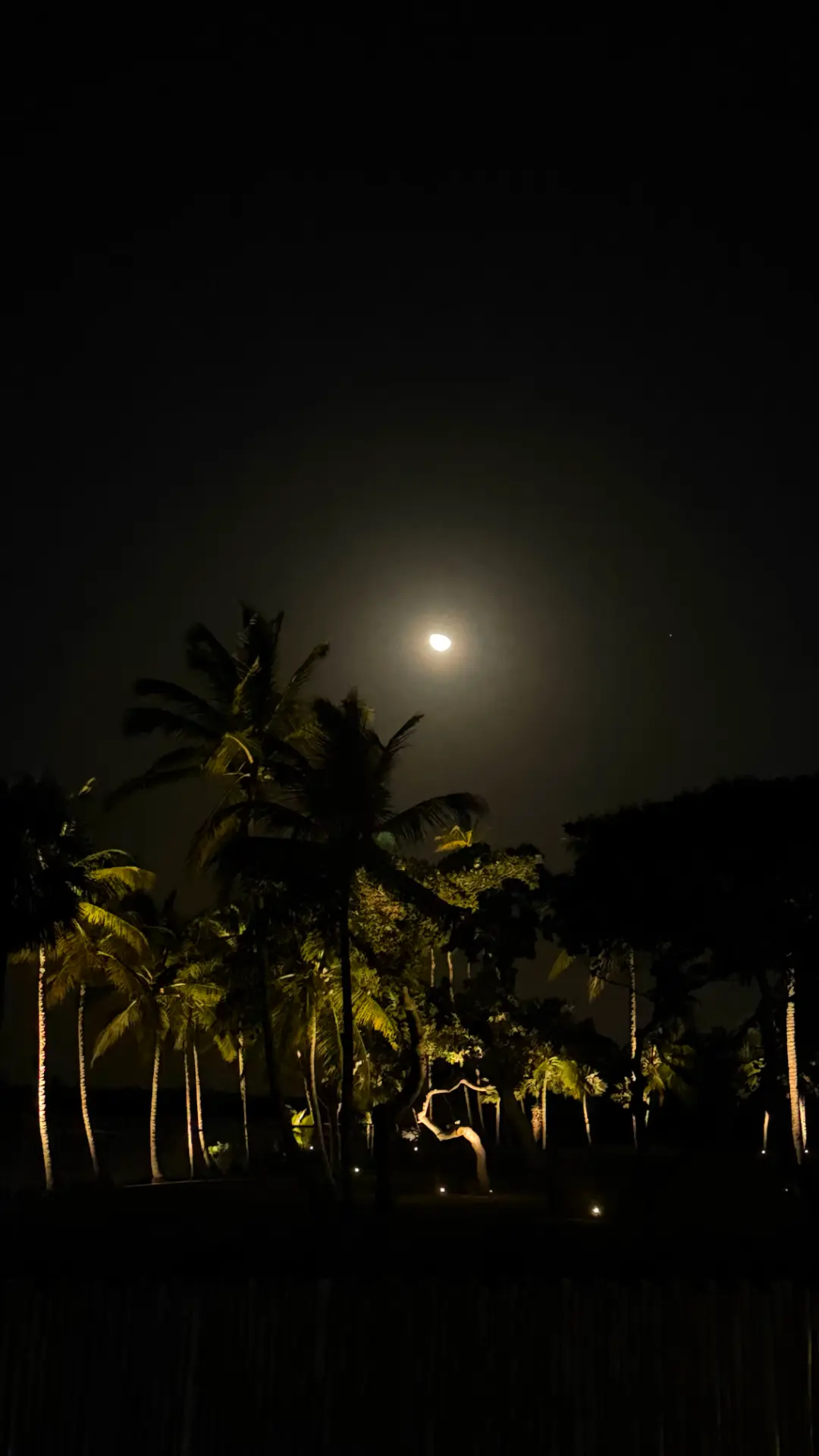 Lua sobre coqueiros iluminados à noite